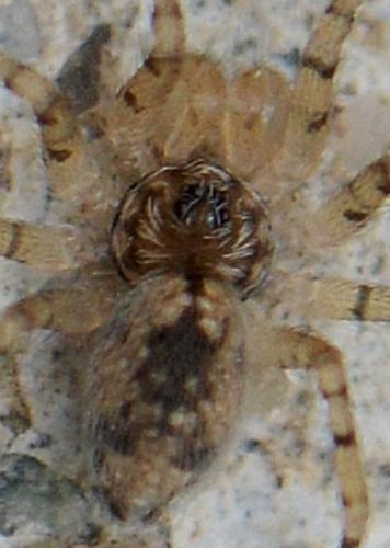 Oecobius sp.