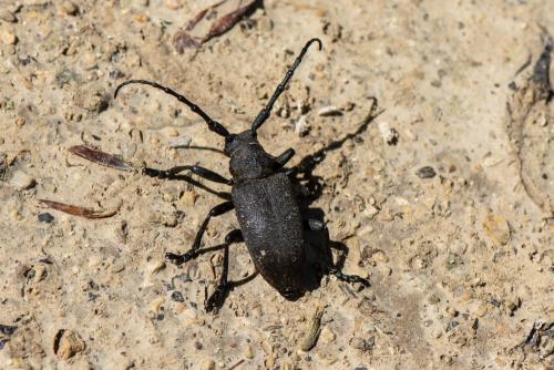 Réf. 342 318 : Lamia textor