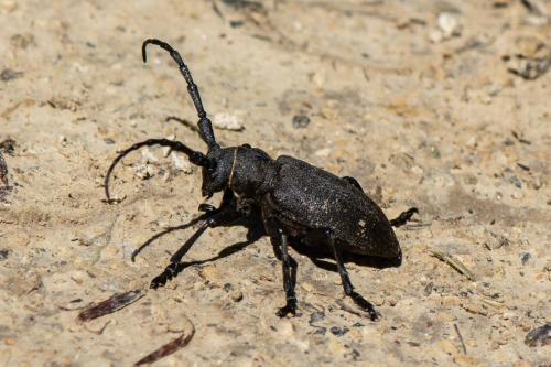 Réf. 342 320 : Lamia textor