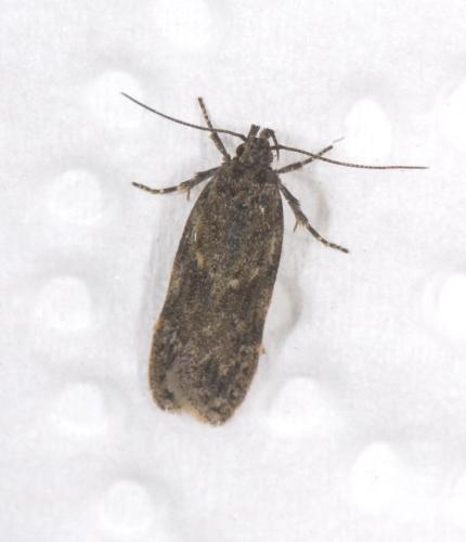 Réf. 342 665 : Gelechia muscosella