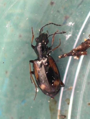 Réf. 342 896 : Bembidion callosum