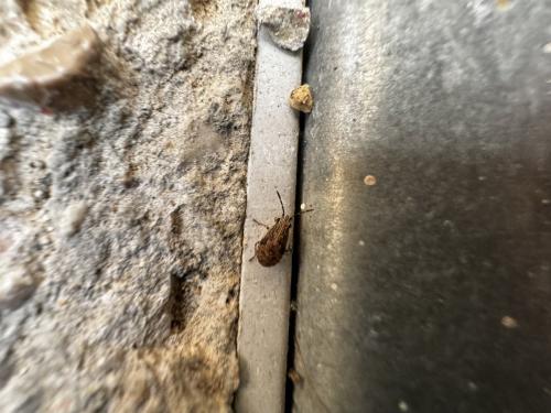 Nysius sp.