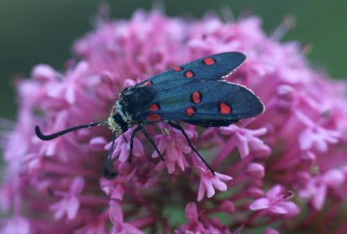 Zygaena lavandulae