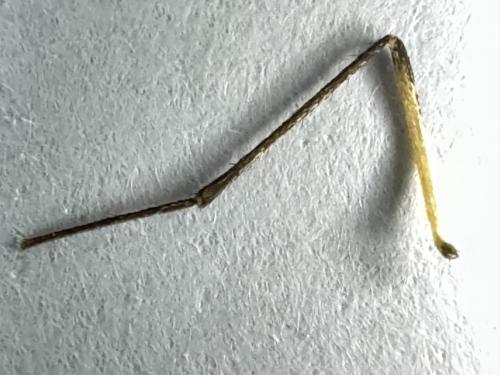 Culex pipiens