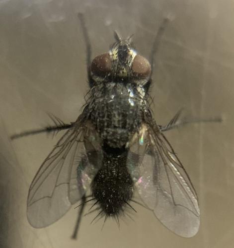 Réf. 342 315 : Exorista sp.