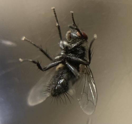 Exorista sp.