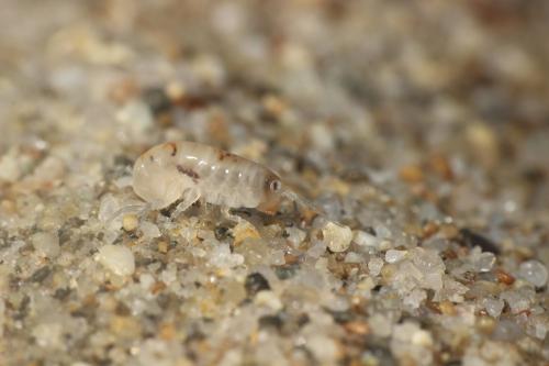 Réf. 342 277 : Talitrus platycheles