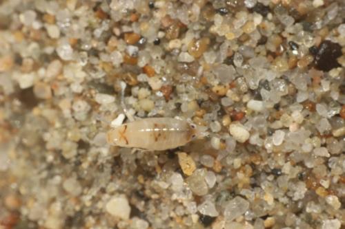 Réf. 342 278 : Talitrus platycheles