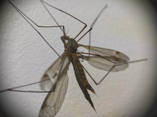 Tipula sp.