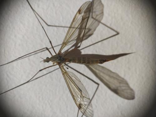 Tipula sp.