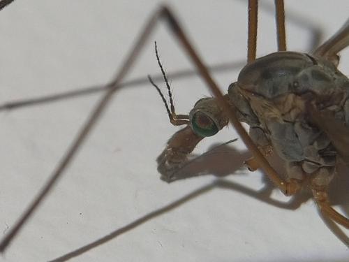 Réf. 342 052 : Tipula sp.
