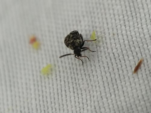 Bruchidius varius