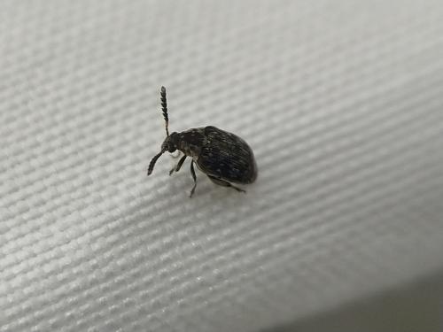 Bruchidius varius