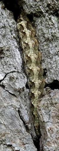 Griposia aprilina