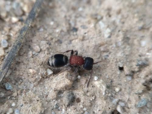 Myrmilla triareolata