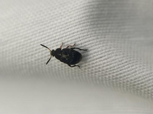 Bruchus sp.