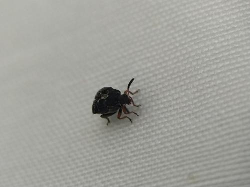 Réf. 342 150 : Bruchus sp.