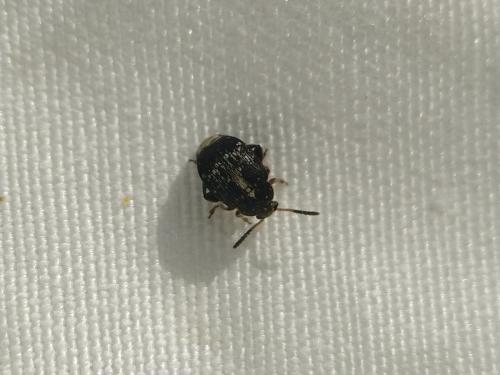 Bruchus sp.