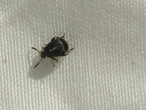Réf. 342 146 : Bruchus sp.