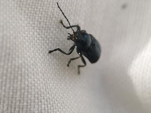Cryptocephalus sp.