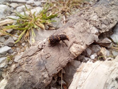 Réf. 342 003 : Platyrhinus resinosus