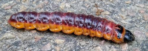 Réf. 342 126 : Cossus cossus