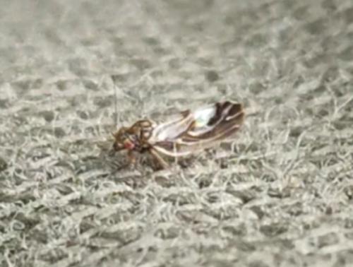 Réf. 342 063 : Cacopsylla fulguralis