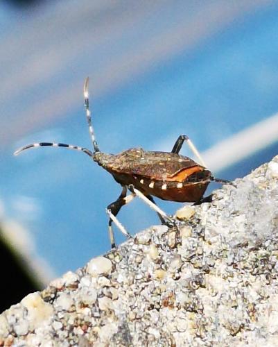 Dicranocephalus sp.