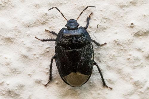 Sehirus luctuosus