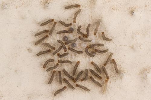 Réf. 342 242 : Phragmatobia fuliginosa
