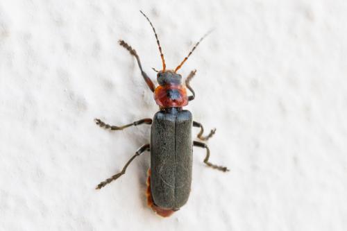 Réf. 342 295 : Cantharis rustica