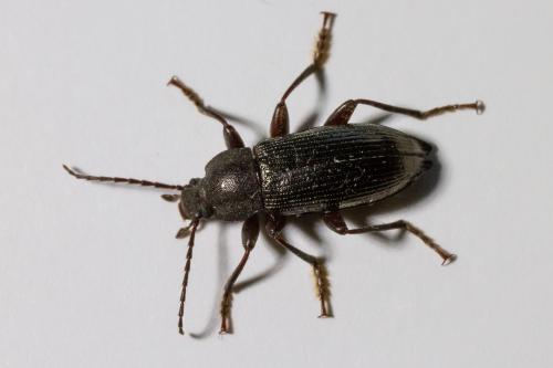 Réf. 342 582 : Stenomax aeneus
