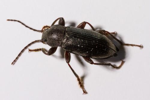 Réf. 342 583 : Stenomax aeneus