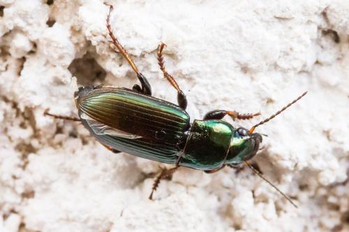 Réf. 342 679 : Harpalus distinguendus