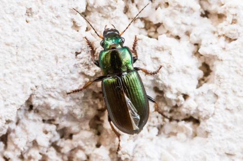 Réf. 342 681 : Harpalus distinguendus
