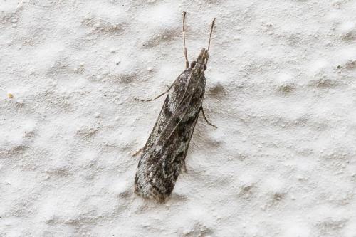 Eudonia angustea