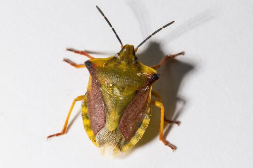 Réf. 342 965 : Carpocoris fuscispinus