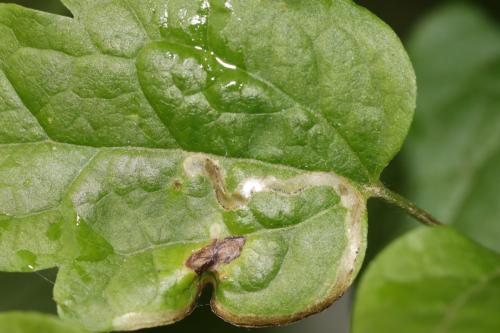Réf. 342 542 : Phytomyza sp.