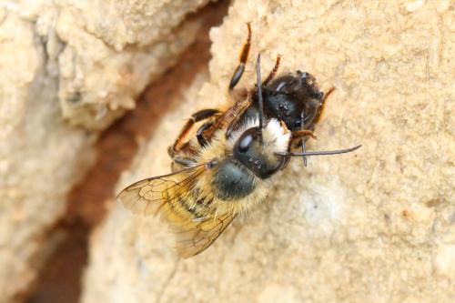 Osmia tricornis