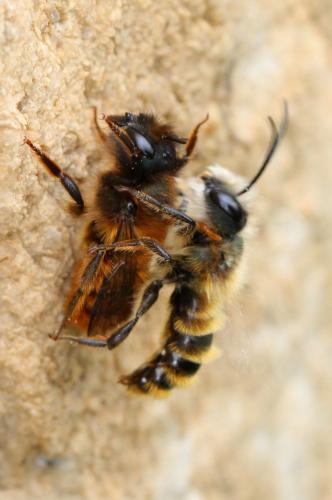 Osmia tricornis