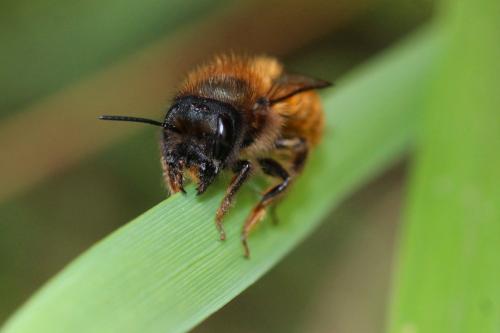Osmia tricornis