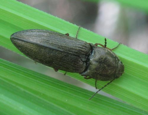 Paraphotistus nigricornis