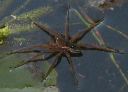 Réf. 342 380 : Dolomedes plantarius