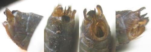Limnephilus marmoratus