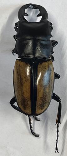 Réf. 342 577 : Odontolabis versicolor