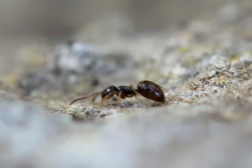 Réf. 342 342 : Plagiolepis pygmaea