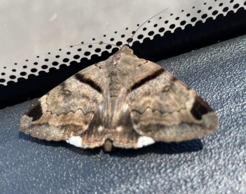 Achaea lienardi