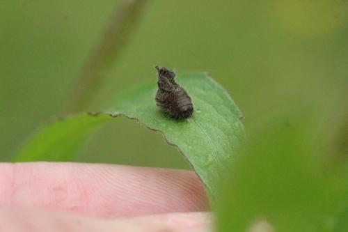 Chrysolina sp.