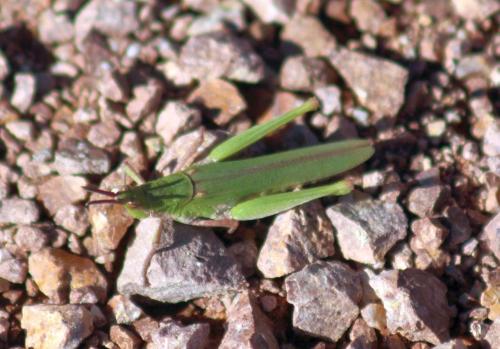 Pyrgomorpha conica conica