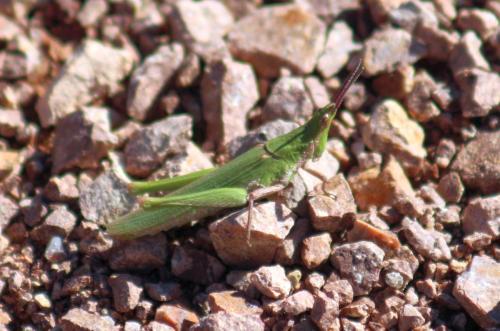 Pyrgomorpha conica conica